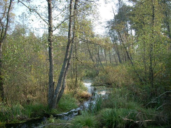 Leśnictwo&#x20;Łacha&#x2e;Oddział&#x20;35&#x20;i&#x20;36&#x2e;Dolina&#x20;rzeki&#x20;Rybnicy-krajobraz&#x20;jesienny&#x2e;